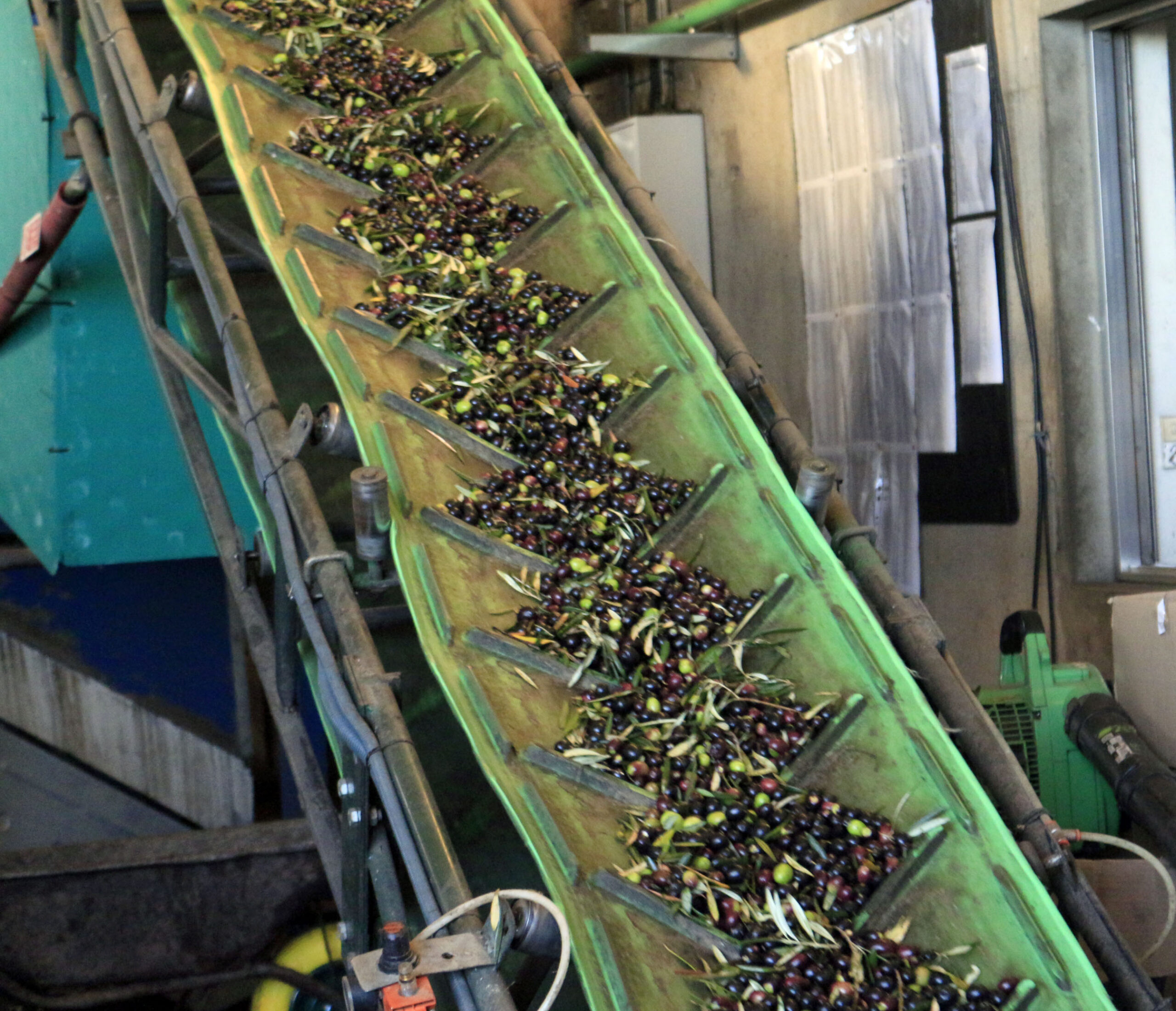 Baixa produção de azeitona na região contraria segunda melhor campanha nacional