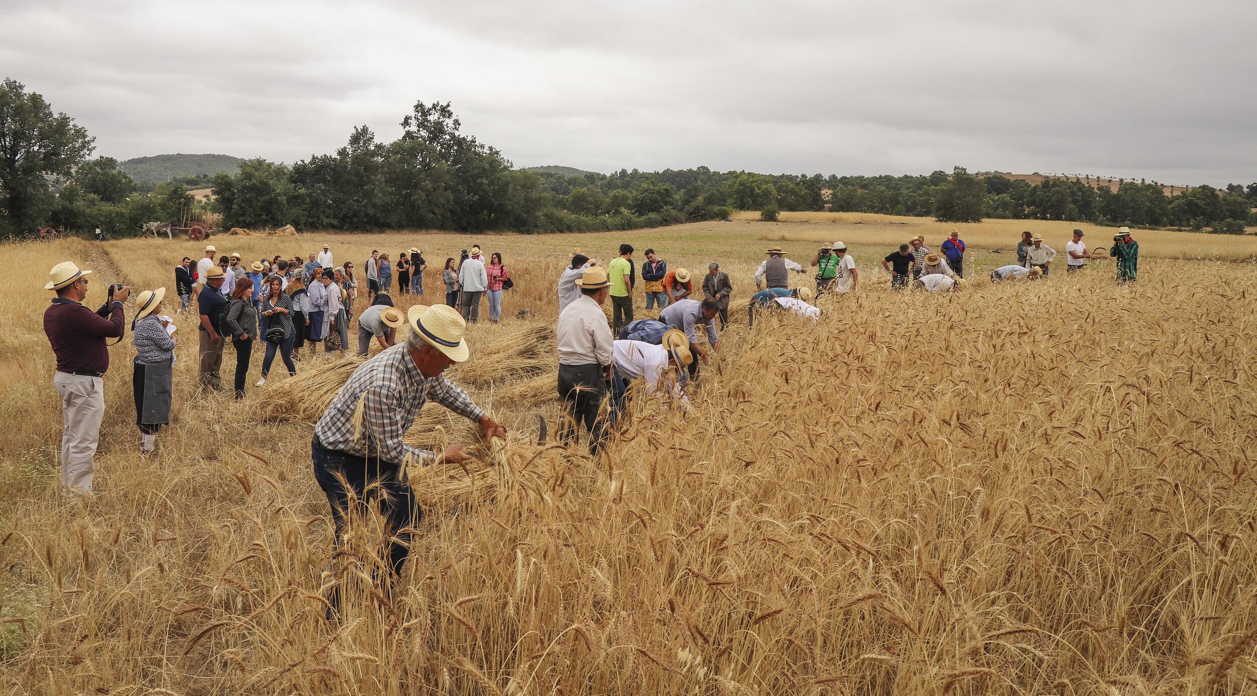 Ciclo do pão recriado no Festival de Música e Tradição da Lombada entre 26 a 28 de Julho
