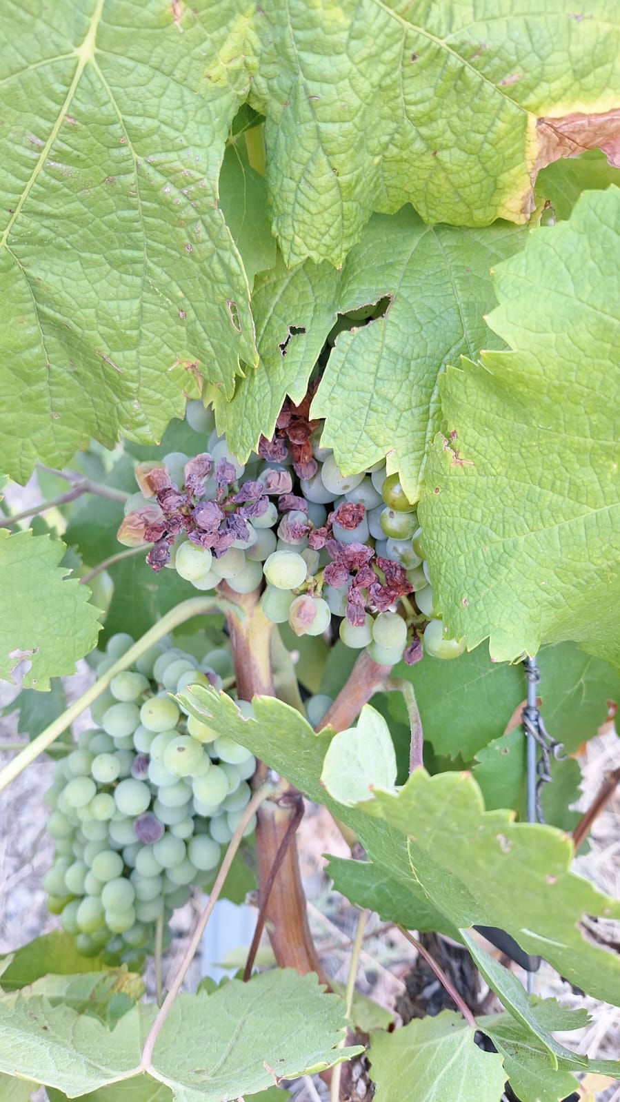 Agricultores temem que elevadas temperaturas provoquem escaldão na uva e leve à quebra de produção