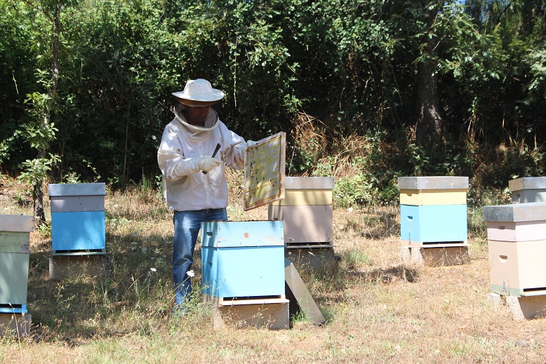 Apoio directo à apicultura deixa de fora milhares de colmeias da região