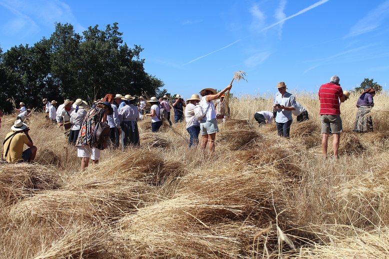 Aldeia de Palácios reviveu segada manual com grande adesão de participantes