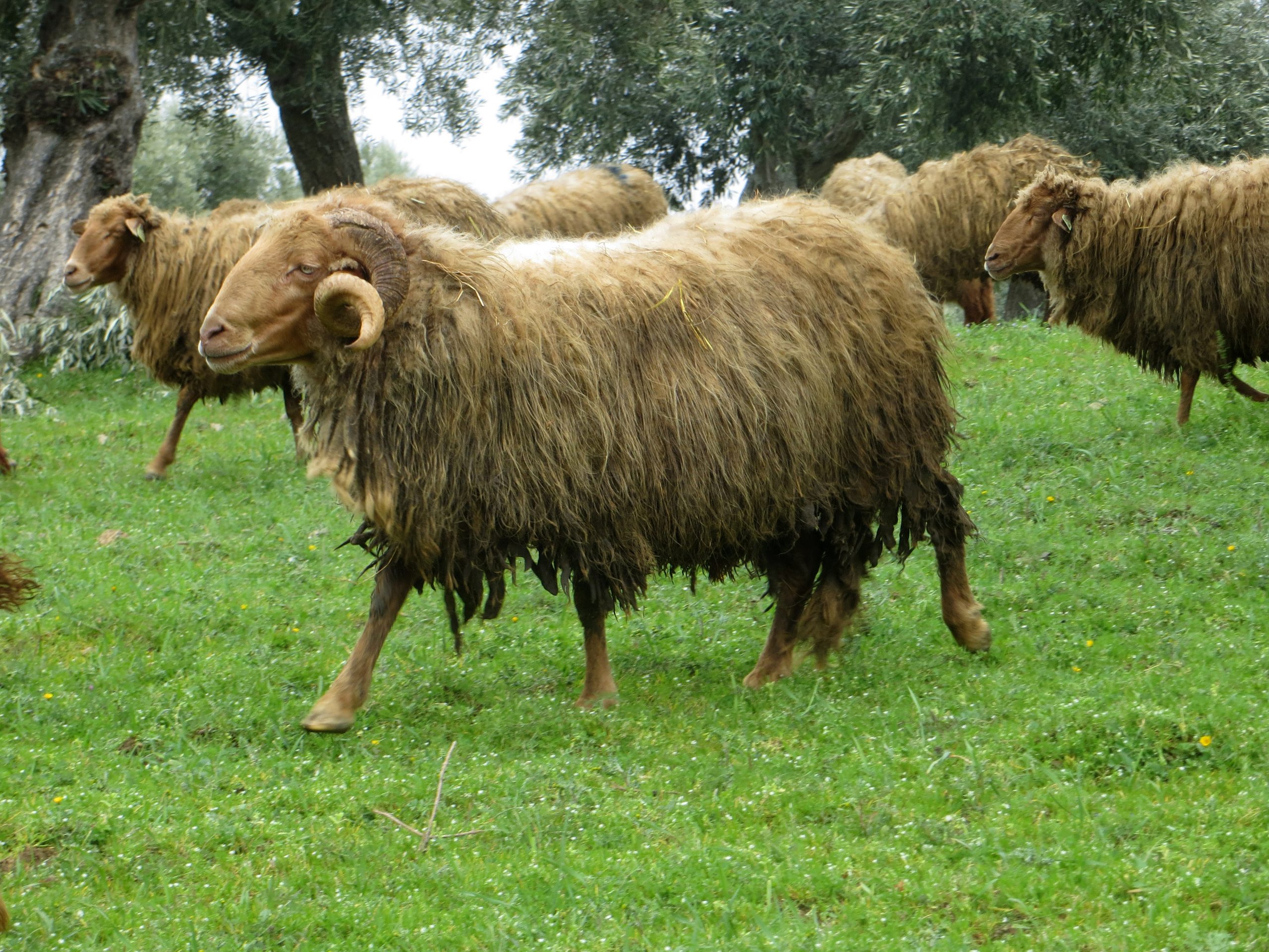 Criadores de gado não conseguem vender a lã