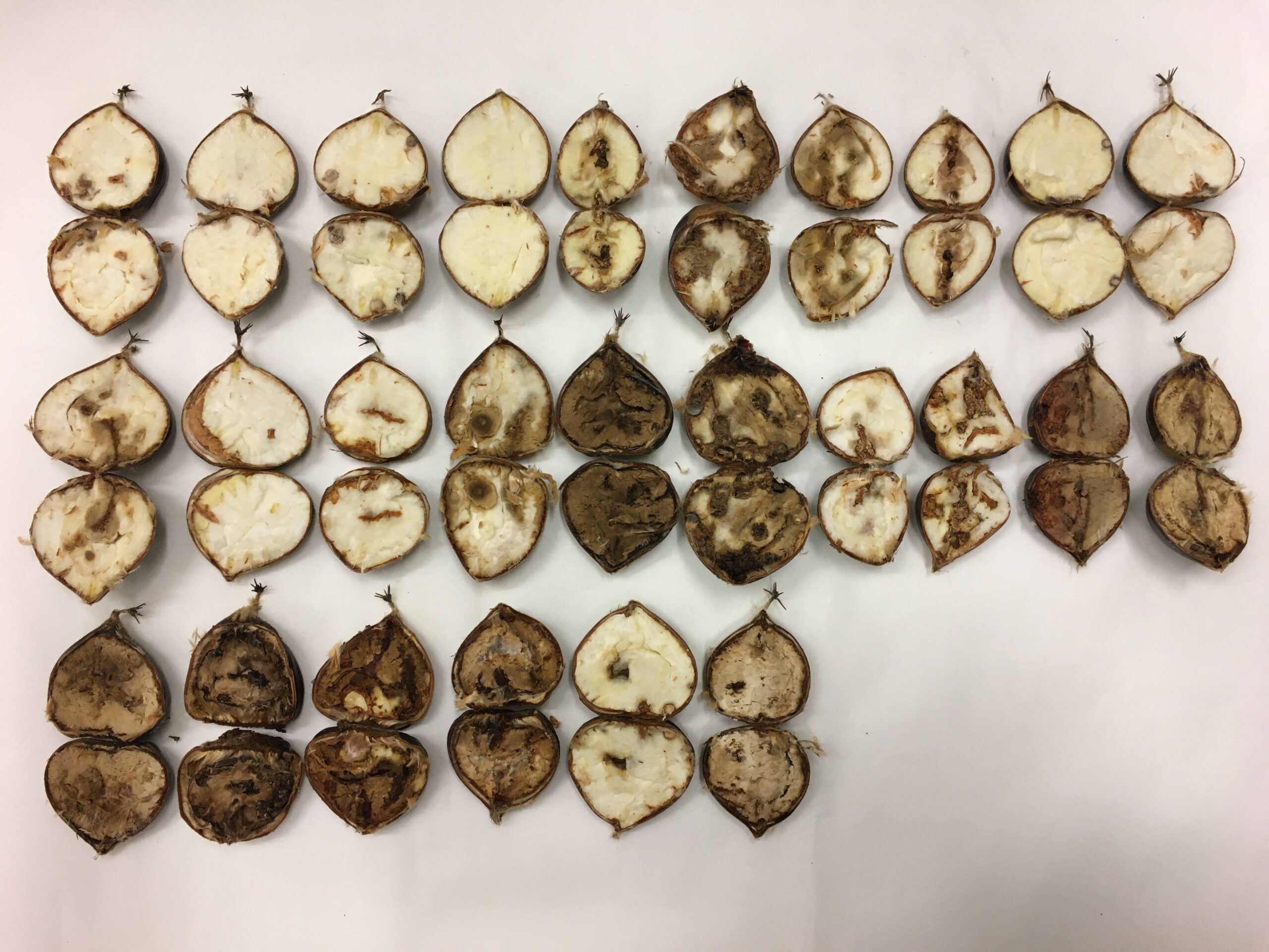 Tempo incerto propício ao fungo da podridão da castanha pode voltar a fazer estragos significativos