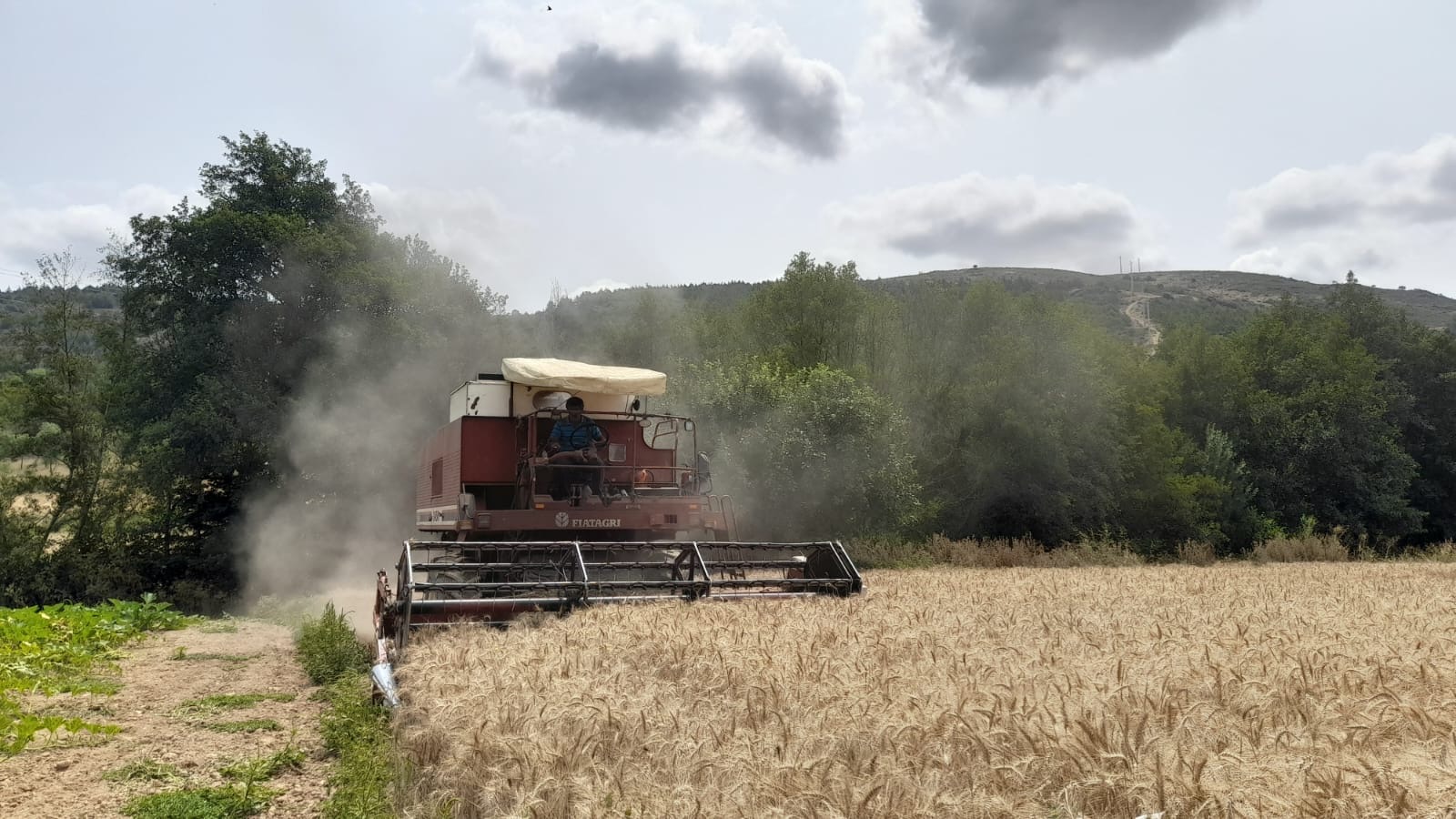 Agricultores de Bragança desistem da produção cerealífera porque dá cada vez mais gastos que lucros
