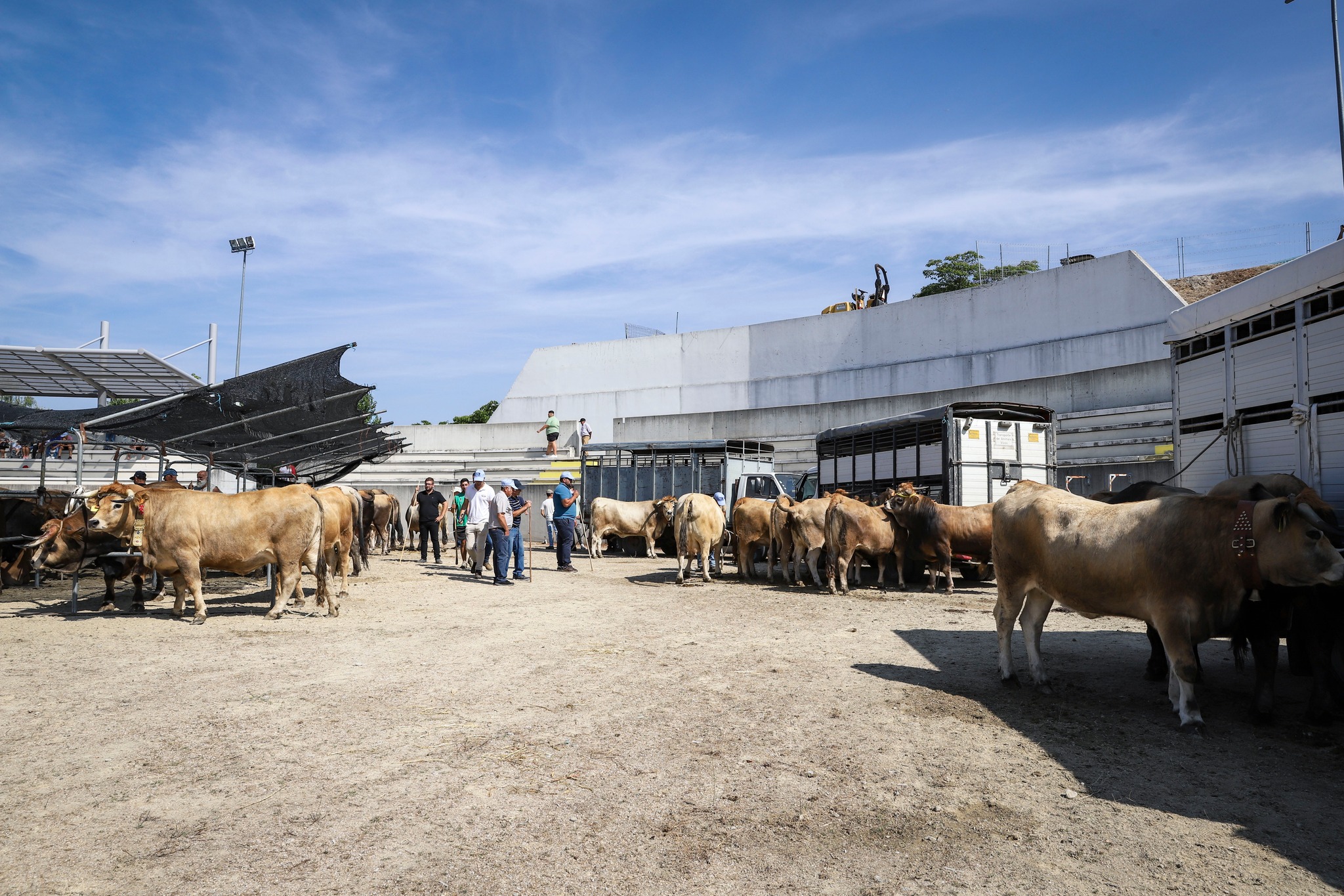 Produtores de bovinos de raça Mirandesa queixam-se do preço da carne e da falta de apoios