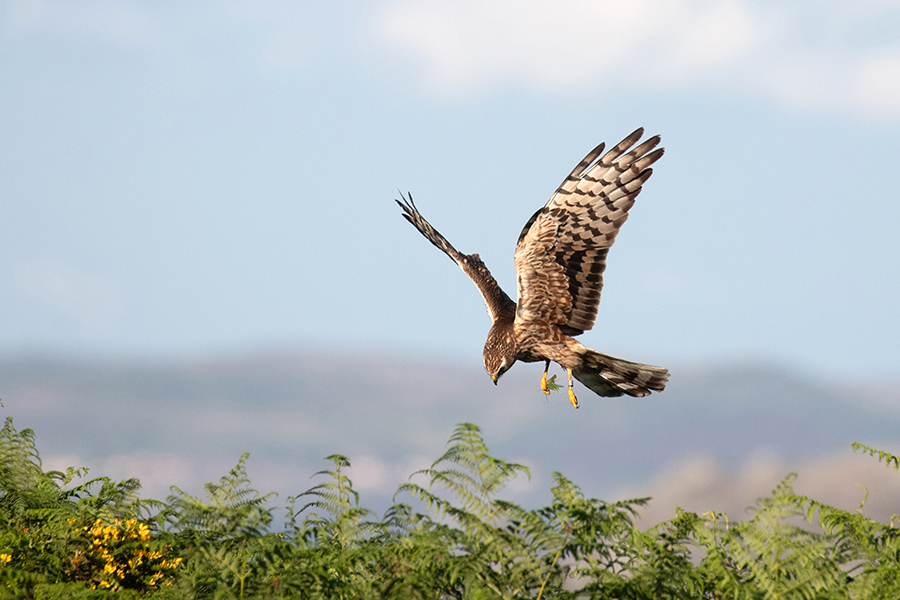 Palombar avança com projecto para proteger águia-caçadeira