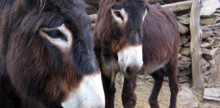 Burro de Miranda pode ajudar no controlo de incêndios rurais