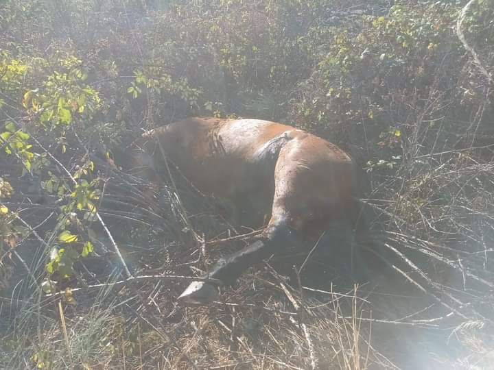 Produtor do Felgar encontrou cavalo morto a tiro no lameiro