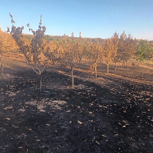 Incêndio destrói mais de 280 colmeias e cerca de uma centena de hectares de culturas em Miranda: município reclama apoios para os agricultores