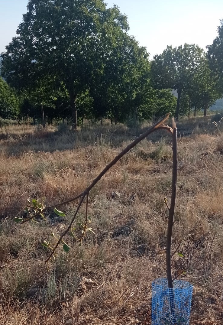 Veado destruiu algumas centenas castanheiros em Cova de Lua e Aveleda: produtores querem que ICNF tome medidas