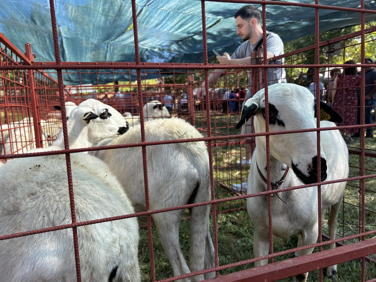 Criadores de ovelhas da região continuam a reclamar mais apoios
