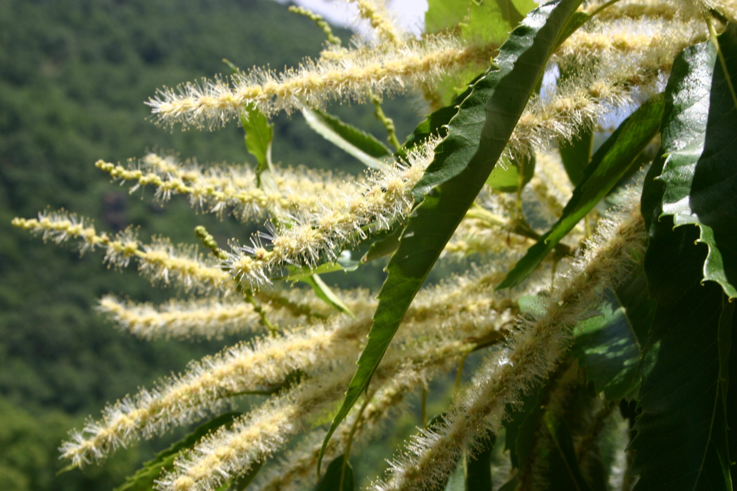 Extracto de flor de castanheiro conserva vinho e substitui sulfitos