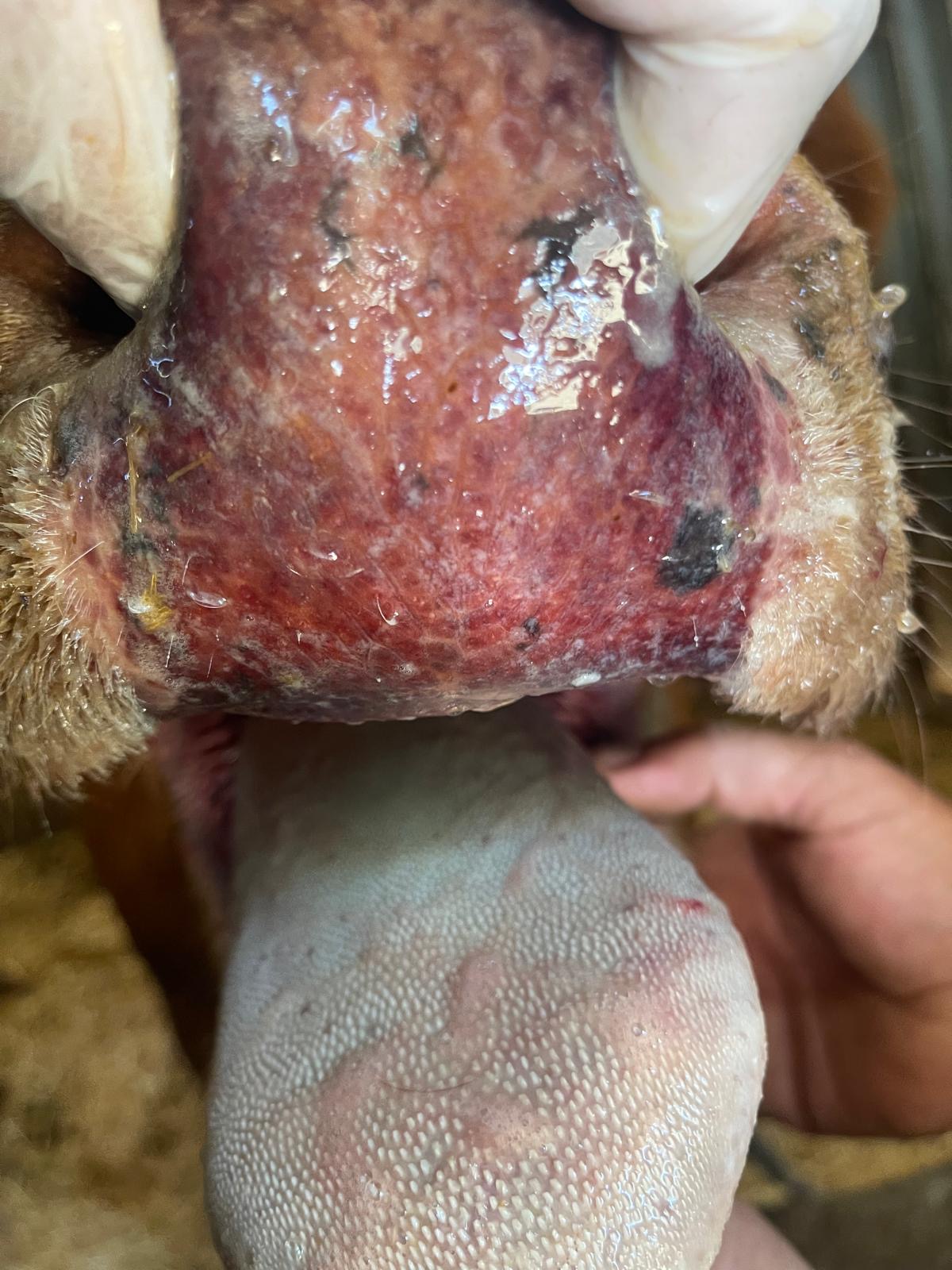 Produtores da região preocupados com aumento de bovinos infectados com Doença Hemorrágica Epizoótica