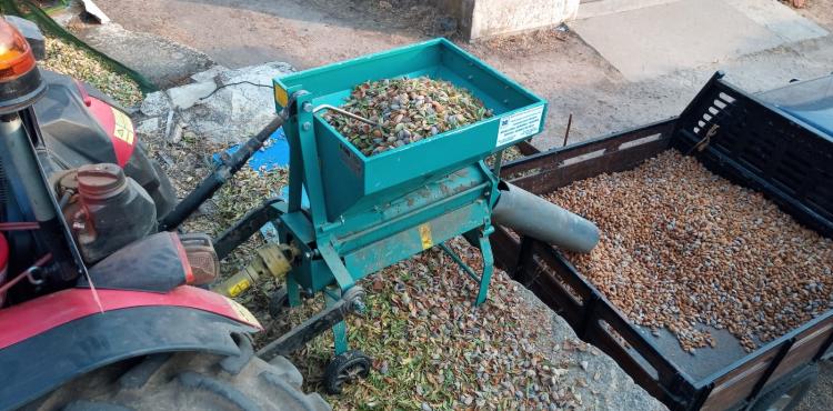 Preço da amêndoa cai para metade e já há amendoais ao abandono