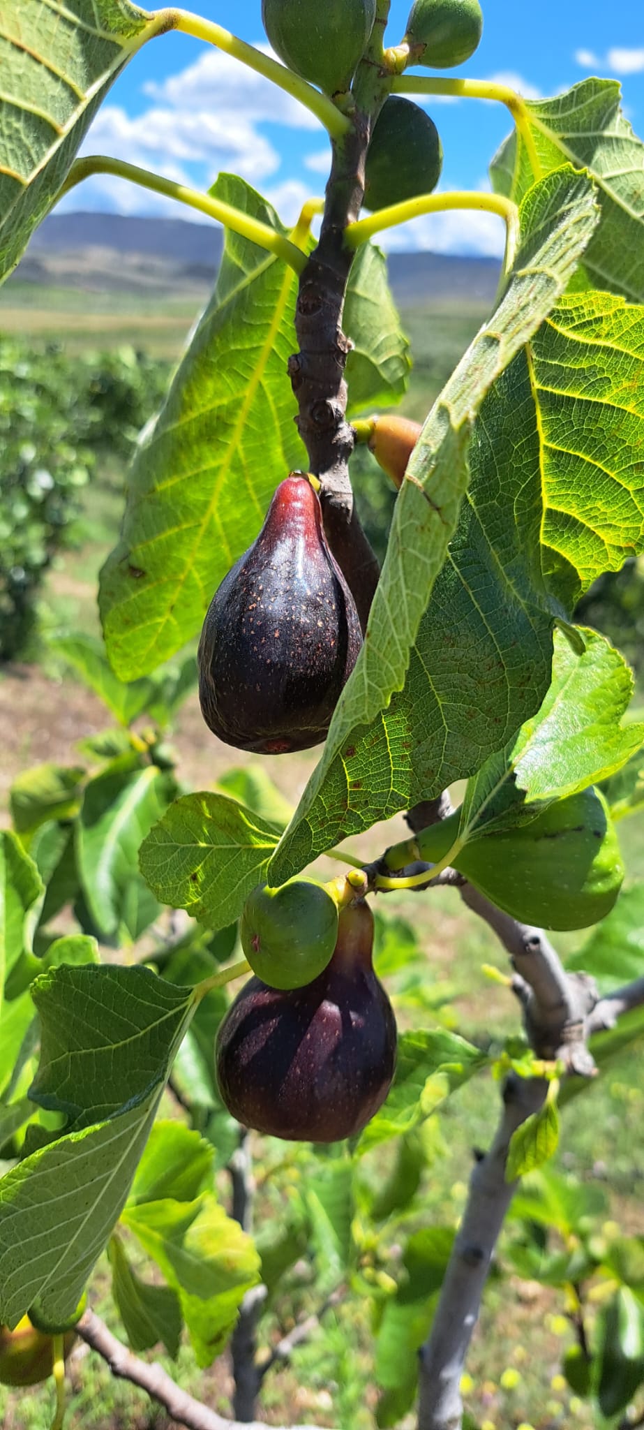 Produção de figo na região com quebras significativas devido às altas temperaturas