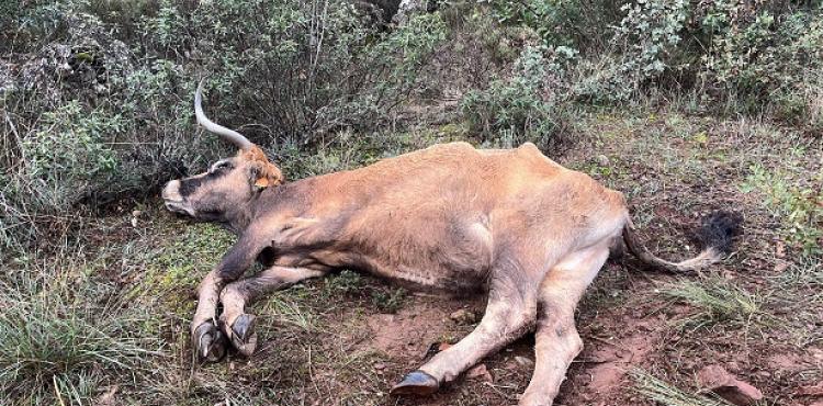 Doença Hemorrágica Epizoótica já atingiu mais de 120 explorações dos concelhos de Bragança, Miranda do Douro e Vinhais