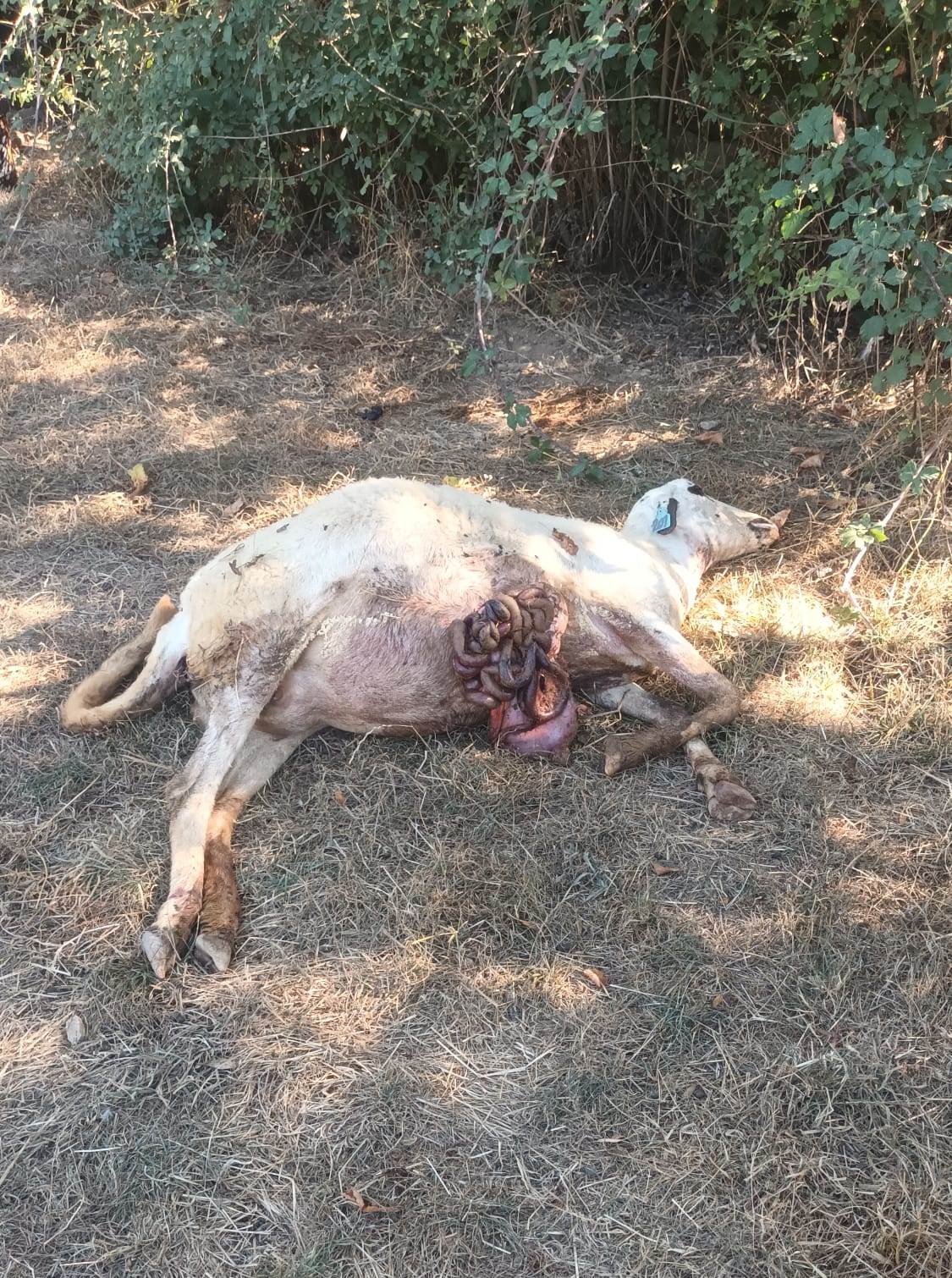 Lobos atacam e matam seis ovelhas e vários cordeiros em Edrosa