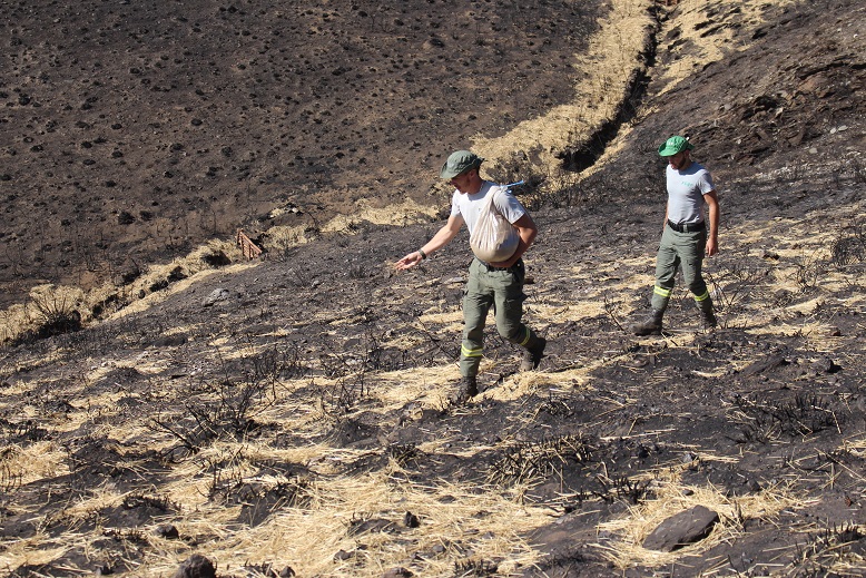 ICNF e Associação de Caça de Rabal semearam cereais em área ardida no Parque Natural de Montesinho