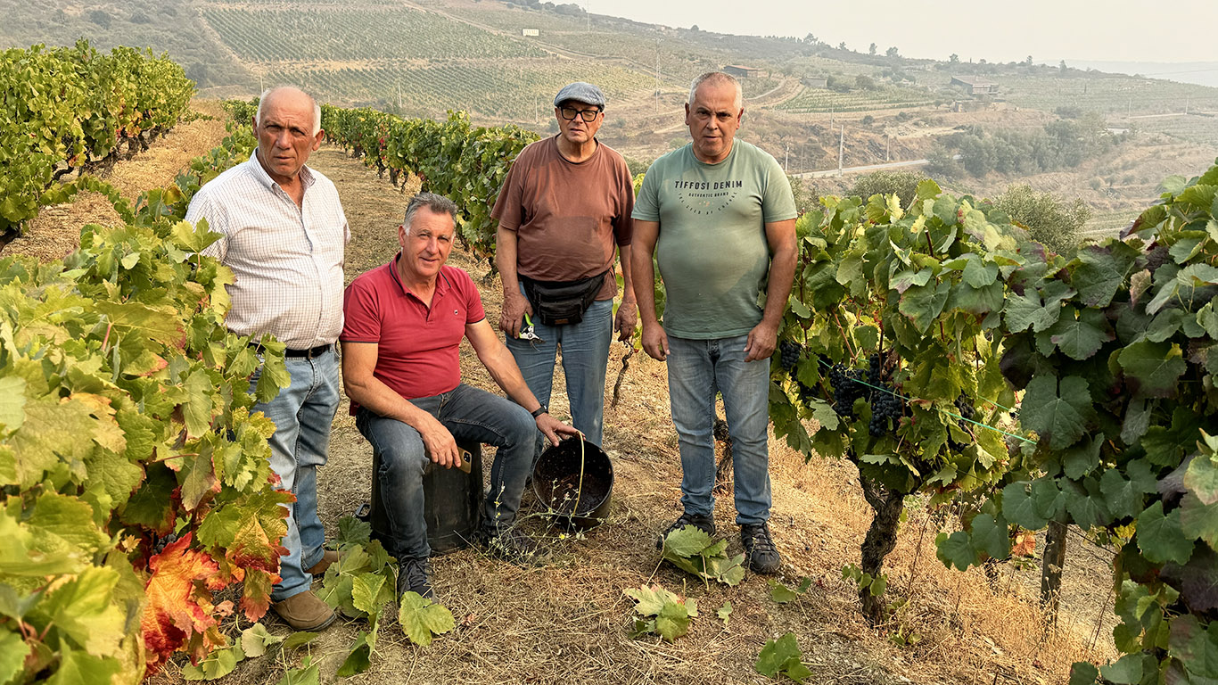 Viticultores admitem deixar uvas nas videiras devido à pouca procura