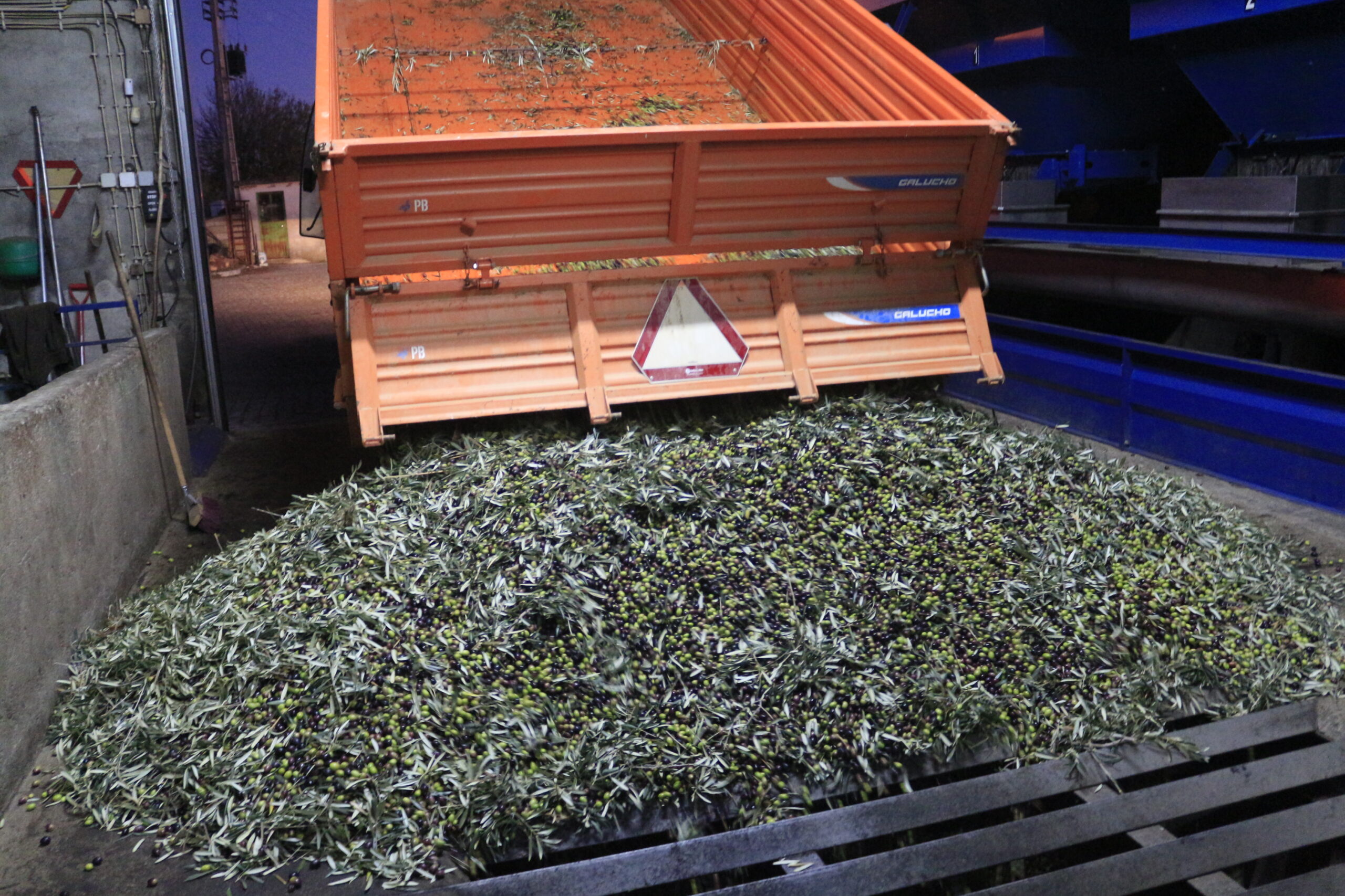 Produção de azeitona vai aumentar depois de dois anos “desastrosos”