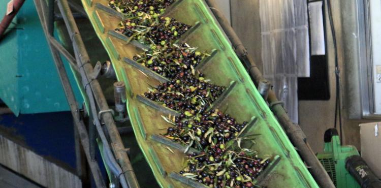 O Ministério do Ambiente e Energia identificou incumprimentos na monitorização das emissões atmosféricas nas unidades de extração de óleo de bagaço de azeitona em Mirandela e Valpaços