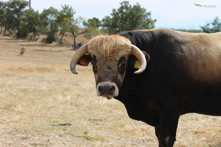 Centro de Valorização e Melhoramento das Raças Autóctones de Miranda do Douro praticamente concluído