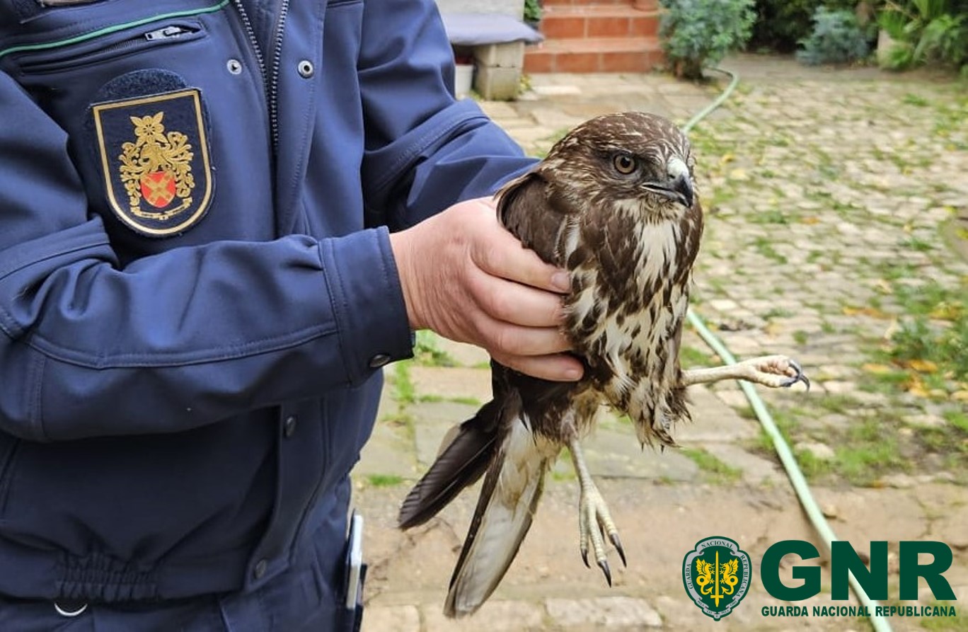 Águia-de-asa-redonda adulta recolhida em Macedo de Cavaleiros