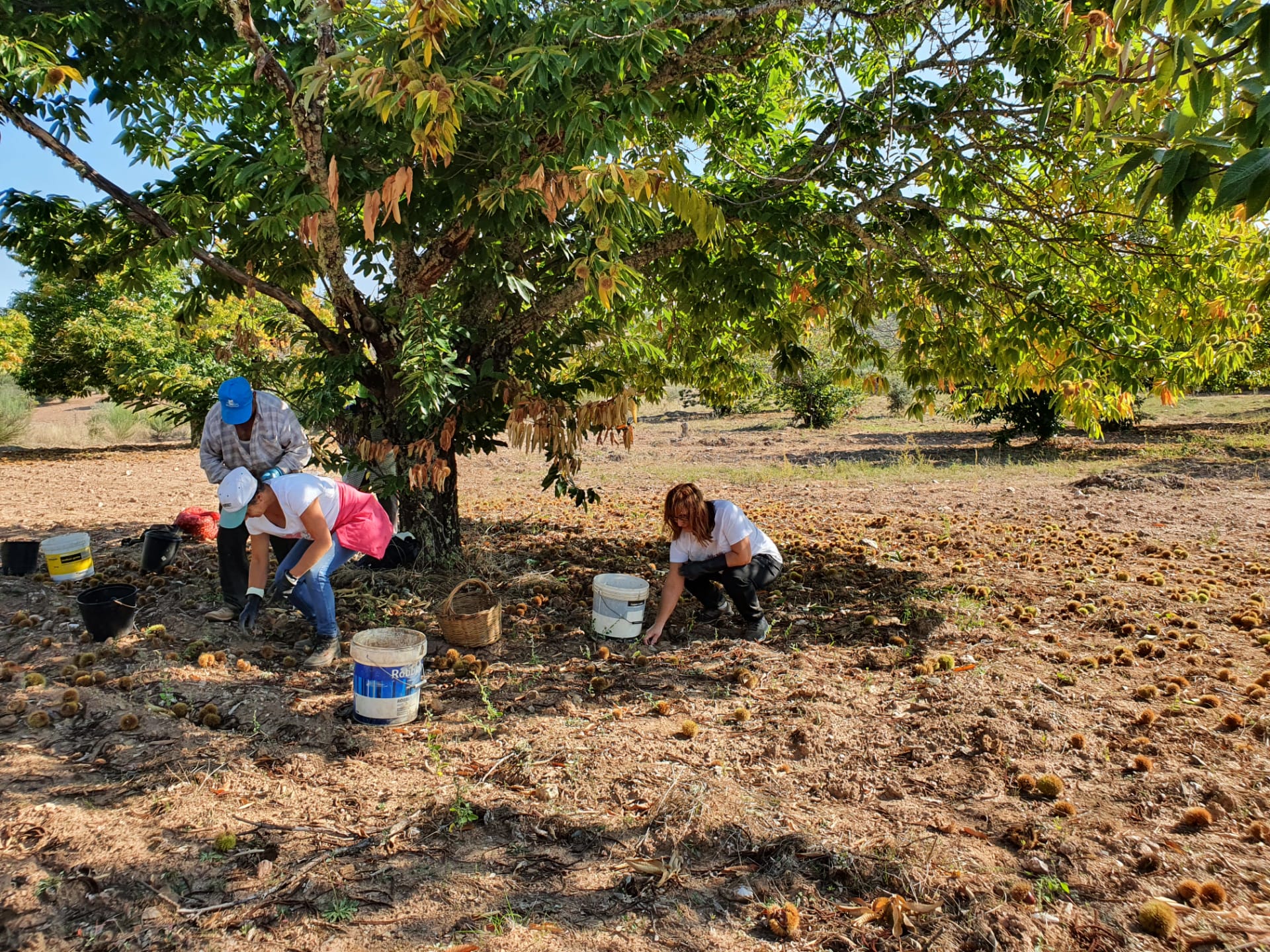 Município de Vinhais empenhado em continuar tratamento de doenças e pragas do castanheiro