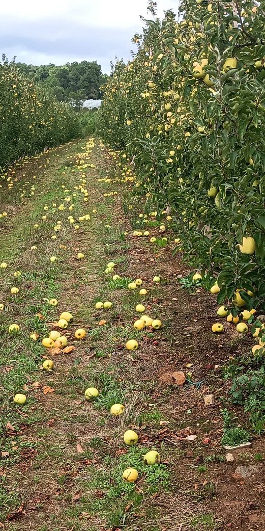 Mau tempo trouxe prejuízos aos agricultores da região
