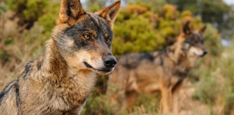 O estatuto de protecção dos lobos vai diminuir o voto foi praticamente unanime entre os Estados-membros da UE