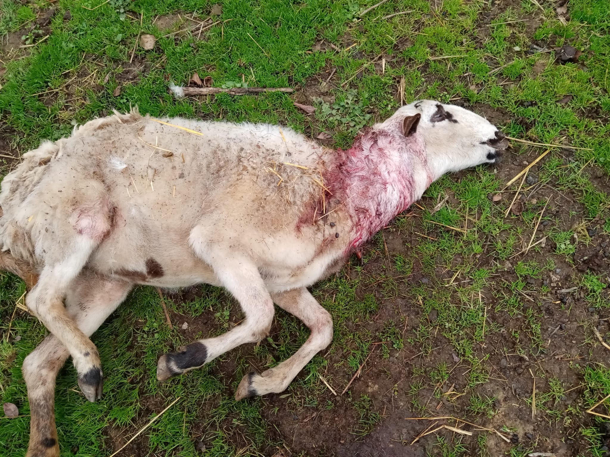 Ataque de cães mata 6 ovelhas e deixa 5 feridas no concelho de Bragança