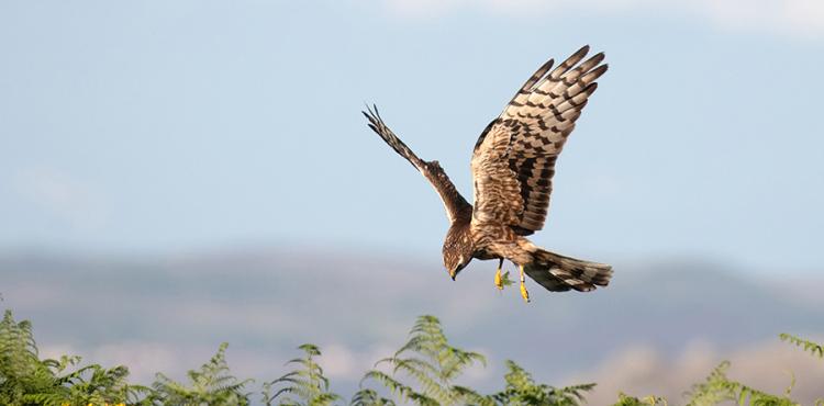Projeto de 11 milhões para proteger tartaranhão-caçador é apresentado hoje em Miranda do Douro
