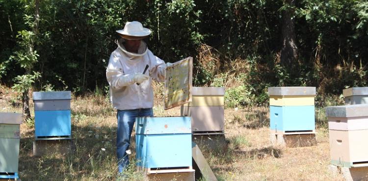 Município de Vinhais atribui apoio a Apicultores do concelho com 11 mil euros