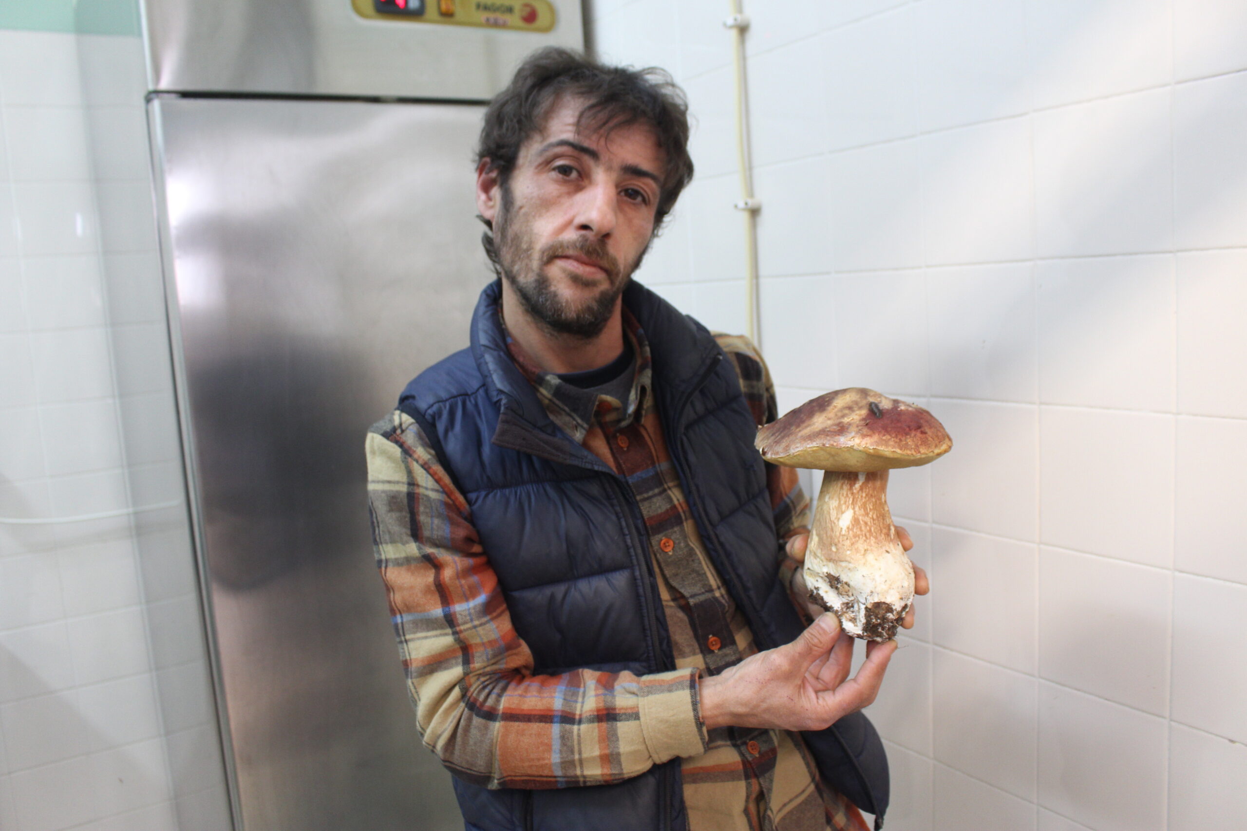 Produtores e associações de cogumelos pedem lei para regulamentar apanha e comercialização