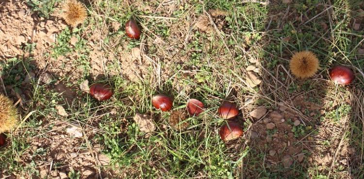 Cinco detidos por furto de castanhas em Alfândega da Fé