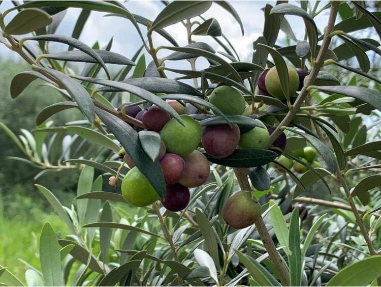 Três pessoas detidas por furtarem 200 quilos de azeitona em Valverde