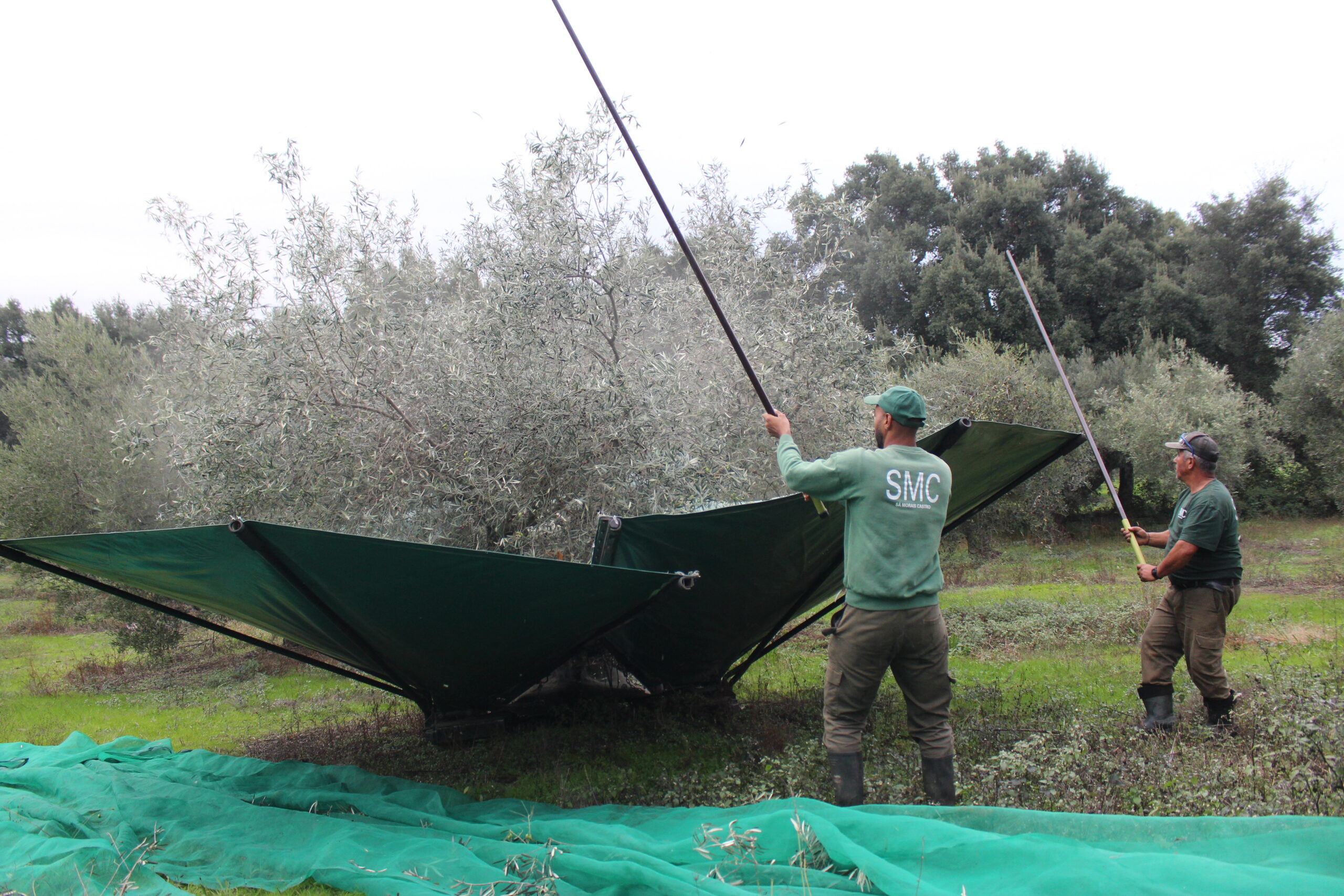 Produção de azeitona aumenta este ano na região