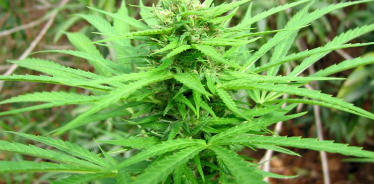 Suspeito de tráfico de droga vai ser presente a primeiro interrogatório amanhã