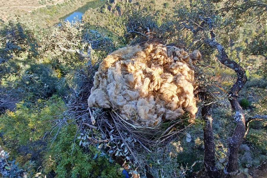 Palombar instala 14 ninhos artificiais para preservação de abutre-preto