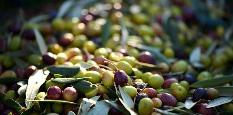 Em 2024 os furtos de azeitona aumentaram e os de castanha diminuíram na região em relação a 2023