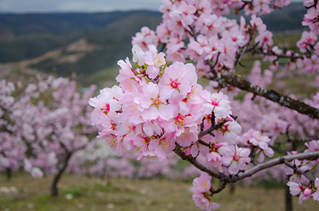 Certame “Amendoeiras em Flor” decorre ao longo de quatro fins-de-semana