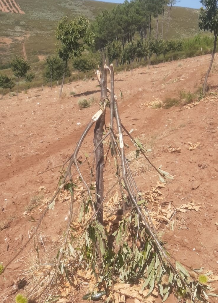 CNA exige ao governo indeminizações por prejuízos causados por javalis e veados