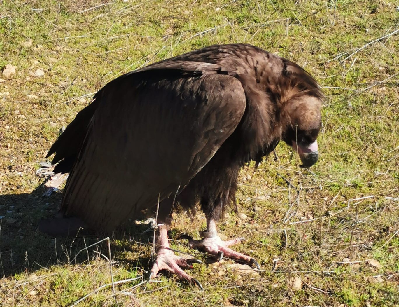 Cinco abutres pretos deram entrada na estrutura de aclimatação no Douro Internacional