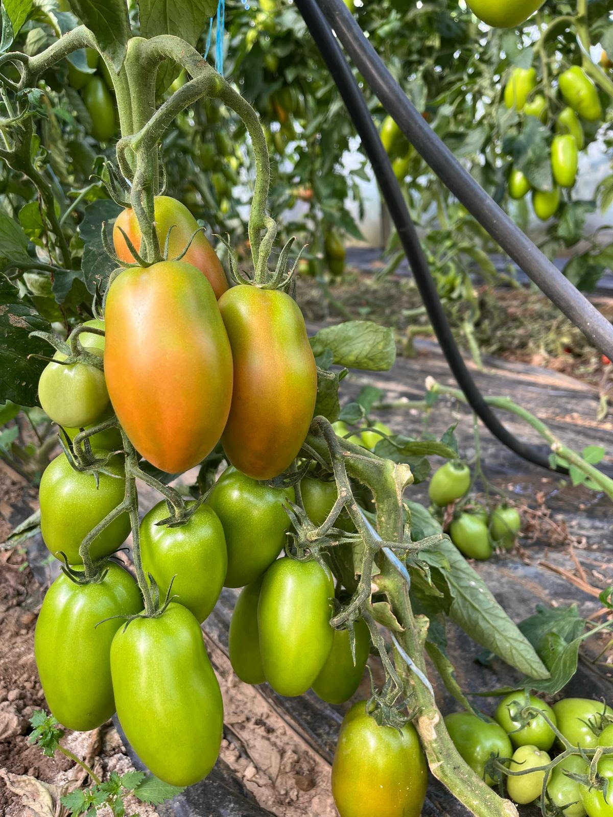 CNA denuncia corte nos apoios às produções hortícolas e agricultura biológica e agricultores mostram indignação