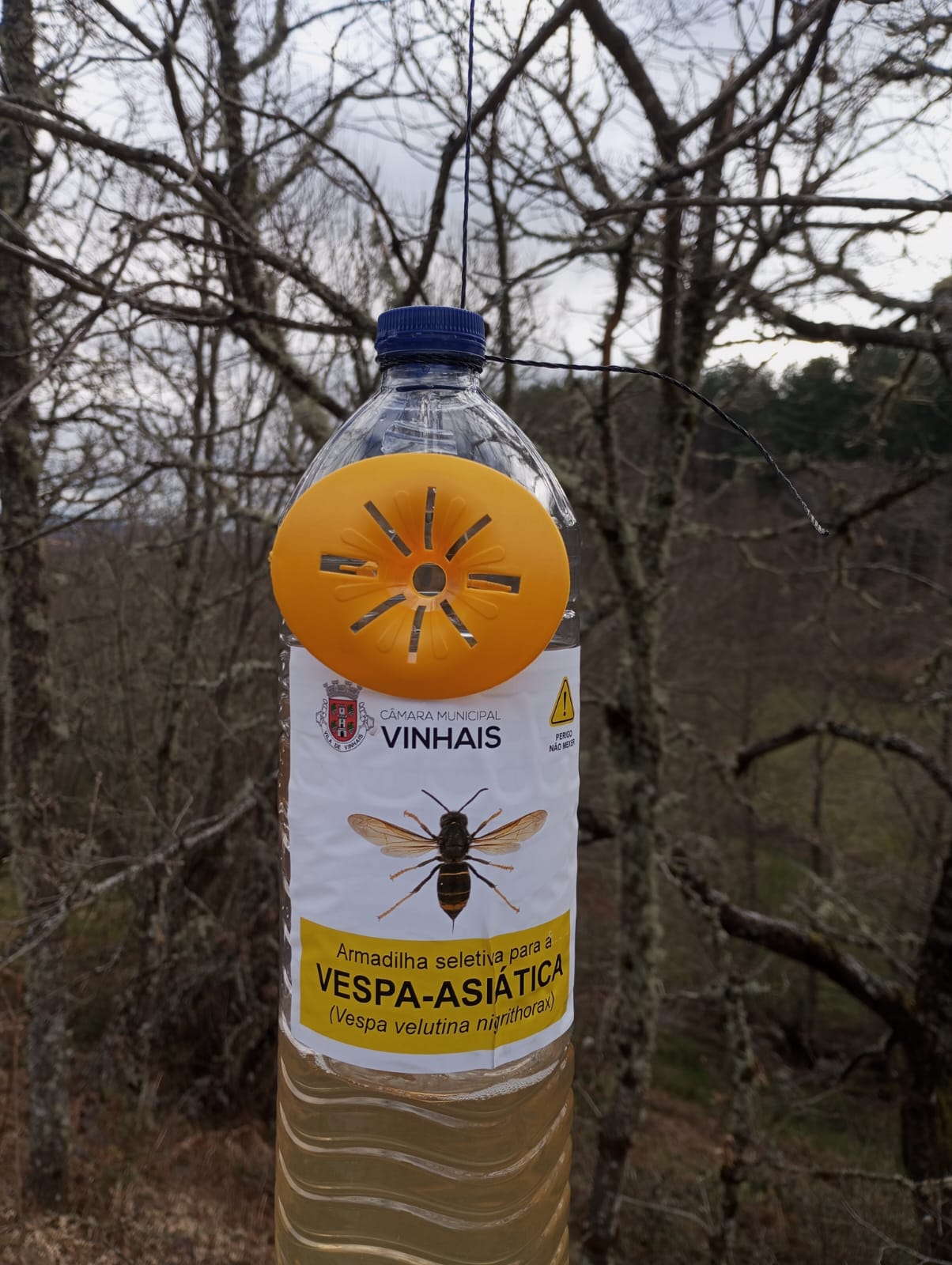 Vespa asiática destruiu 25% do efetivo das colmeias da região: município de Vinhais aposta em armadilhas para combater espécie invasora