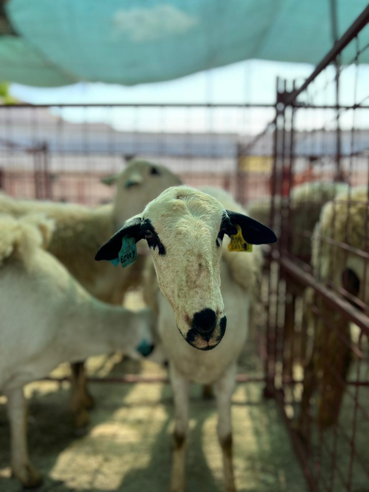 Preço do cabrito e cordeiro aumentou esta Páscoa mas pastores não têm mãos a medir para as vendas