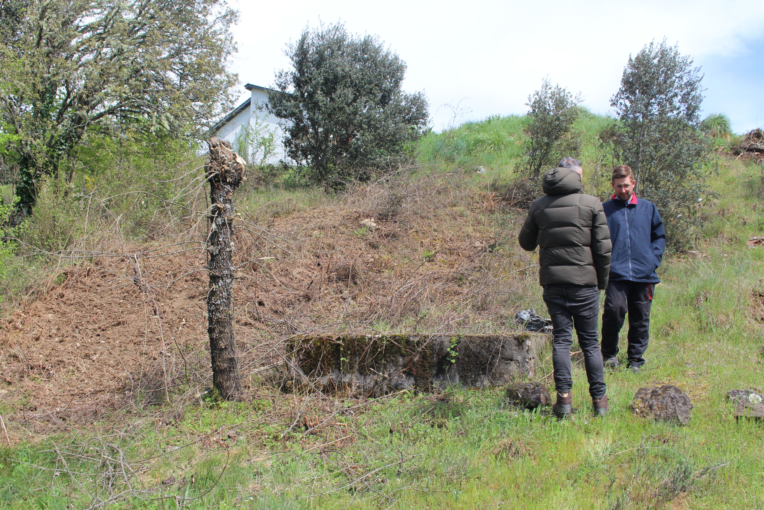 E-Redes abateu árvores no Parque Natural de Montesinho mas não terá tido autorização