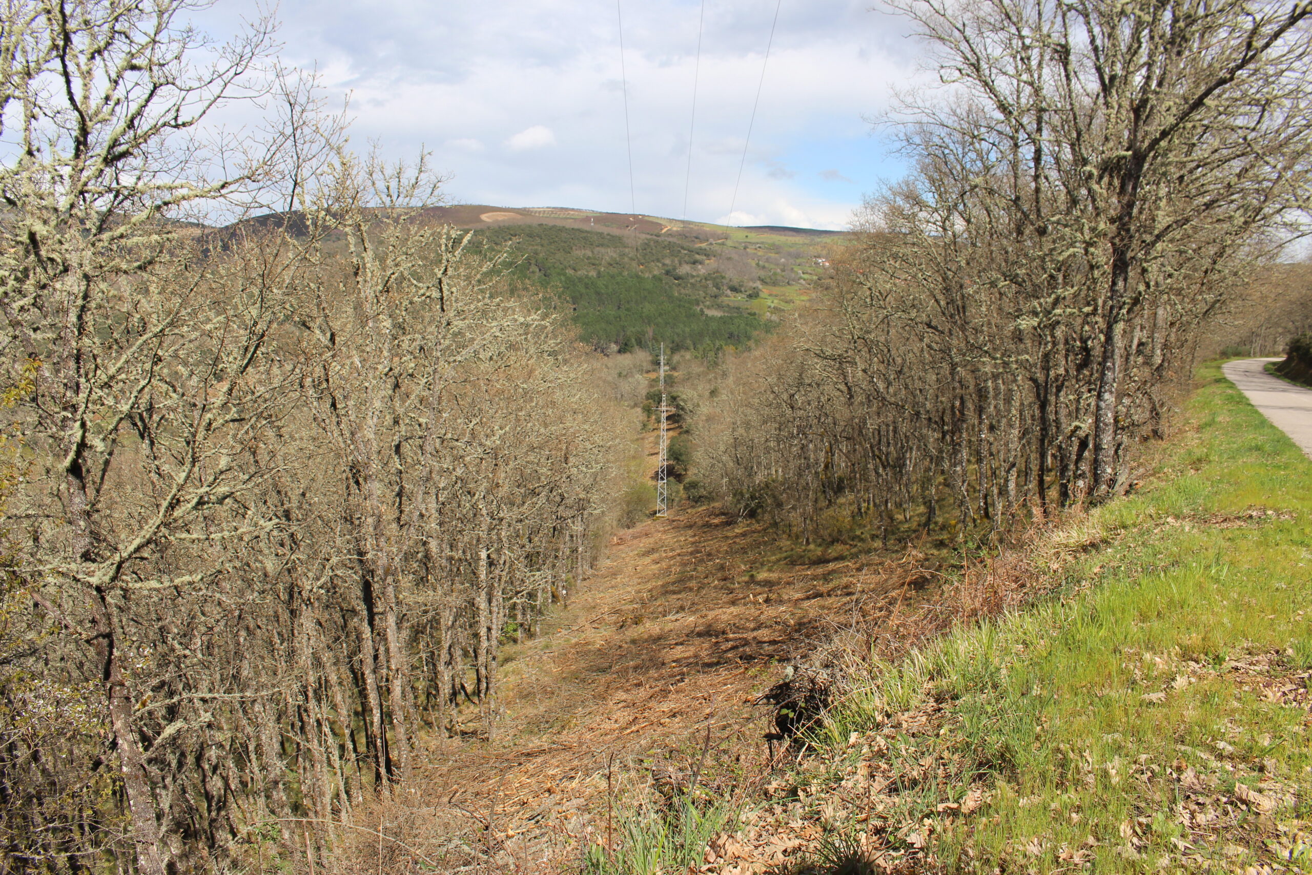 E-Redes diz que corte de árvores em Cova de Lua está previsto no Plano Municipal de Defesa da Floresta Contra Incêndios de Bragança