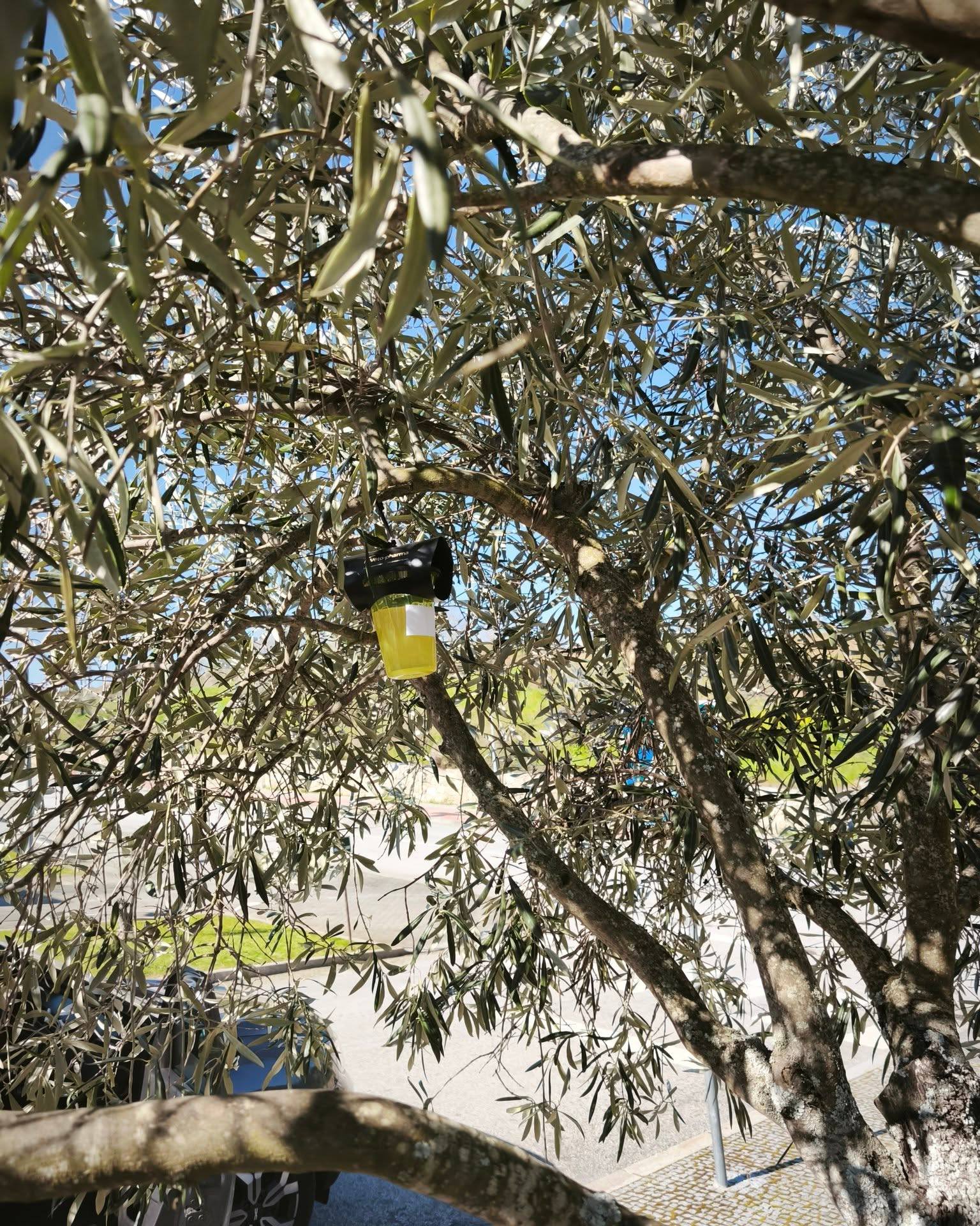 Município de Vila Flor instala mais de 60 armadilhas para combater vespa asiática