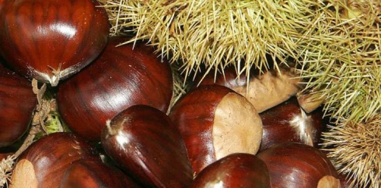 Município de Vinhais vai recuperar soutos afetados pela tinta e cancro e valorizar castanha longal